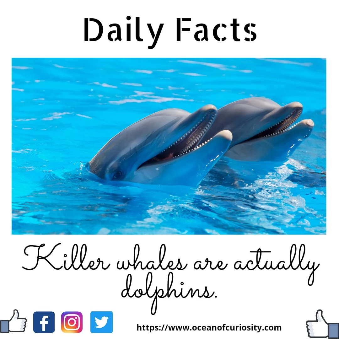 Read more about the article Killer Whales